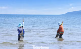 'Đi giật lùi' ở biển Cửa Lò, đổi sức kiếm từng mẻ ngao mưu sinh