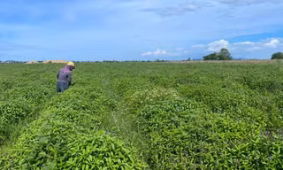 Loài cây càng cắt càng mọc, thu 5-6 lứa/năm