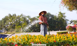 Làng hoa, cây cảnh Nghệ An tất bật cho vụ mùa lớn nhất trong năm 