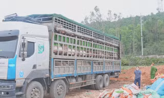 Phát hiện xe tải chở hơn 15 tấn lợn nhiễm dịch tả châu Phi
