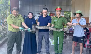 Người phụ nữ mang con trăn dài 2m giao nộp công an