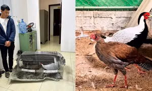 Chuyện hi hữu: 10 con gà, án 6 năm tù và lời cảnh tỉnh từ Sách Đỏ