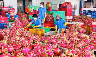 Nông sản Việt 'tắc đường' sang châu Âu 