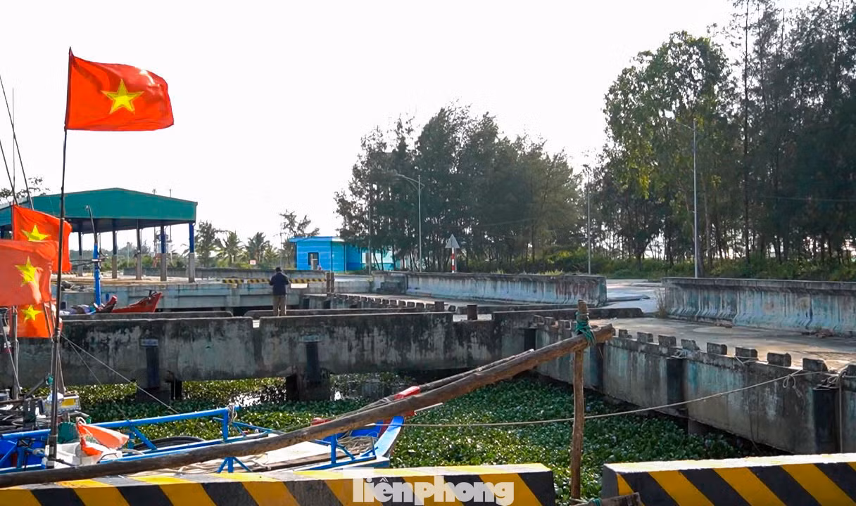 tp-cangcahongtrieu-12.jpg