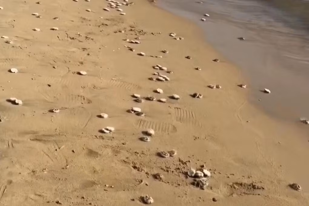 1000072300.jpg