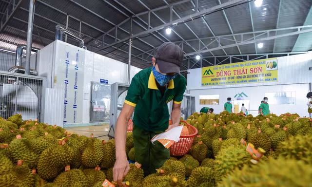 Nông sản Việt chinh phục thị trường Trung Quốc bằng cách nào?