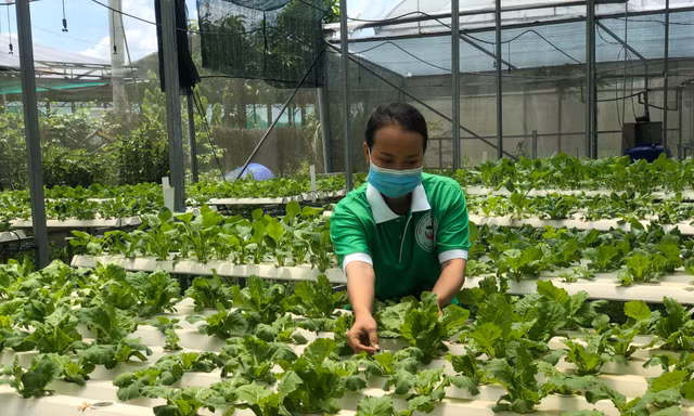 Nguyên nhân doanh nghiệp ngại 'rót' vốn, công nghệ vào nông nghiệp