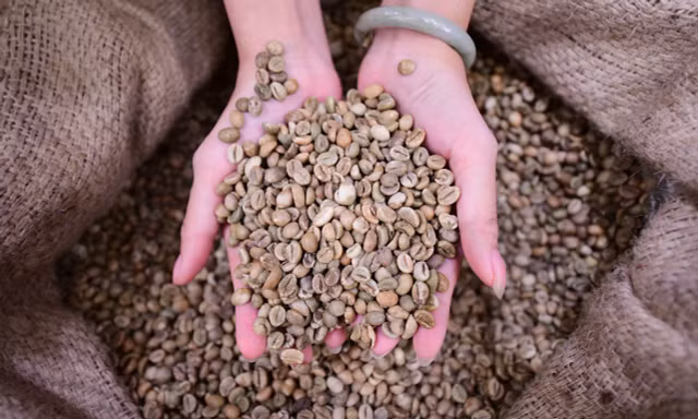 Hiến kế để người tiêu dùng nhận ra Robusta Việt ngay từ ngụm đầu tiên 