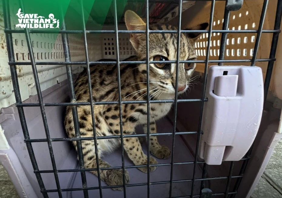 Mèo rừng quý hiếm được cứu hộ tại Lâm Đồng, sinh thành công hai con non trong quá trình điều trị