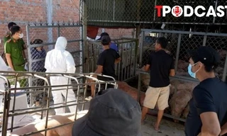 NÓNG 18/7: Phát hiện lợn nhiễm dịch tả lợn châu Phi sắp 'biến' thành lạp xưởng