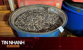 TIN NHANH: Lời khai của chủ lò bán 3.000 tấn ốc ngâm hóa chất ở TPHCM