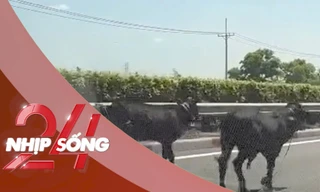 NHỊP SỐNG 24: Lý do 4 con bò đi vào được cao tốc TPHCM - Long Thành