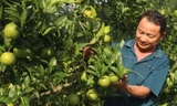 Những vườn cam trĩu quả tạo sinh kế bền vững cho bà con trên vùng núi cao của Tuyên Quang