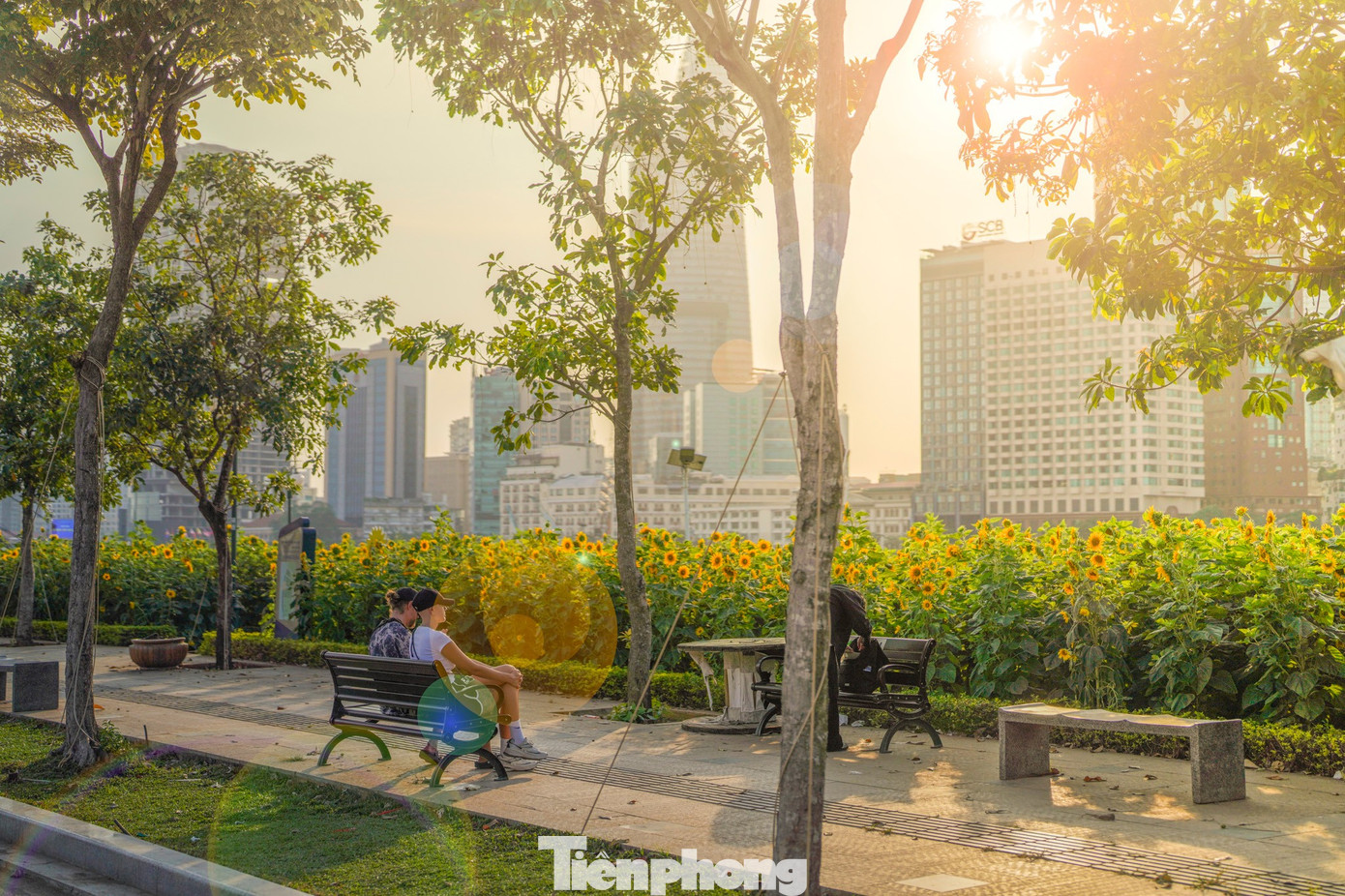Mãn nhãn vườn hướng dương nghìn bông khoe sắc bên bờ sông Sài Gòn- Ảnh 21.