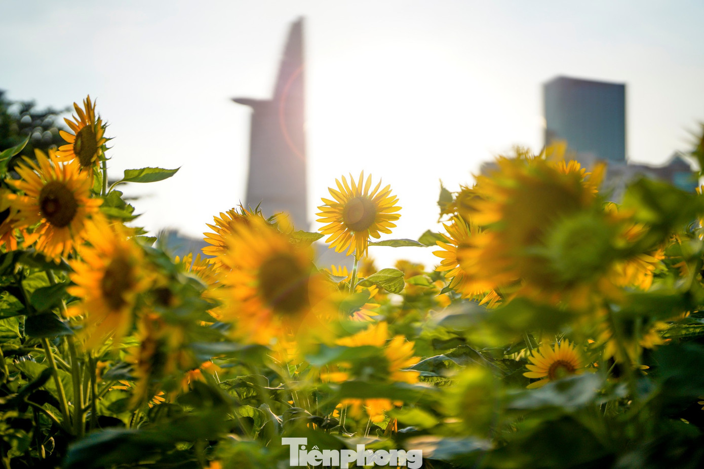 Mãn nhãn vườn hướng dương nghìn bông khoe sắc bên bờ sông Sài Gòn- Ảnh 11.