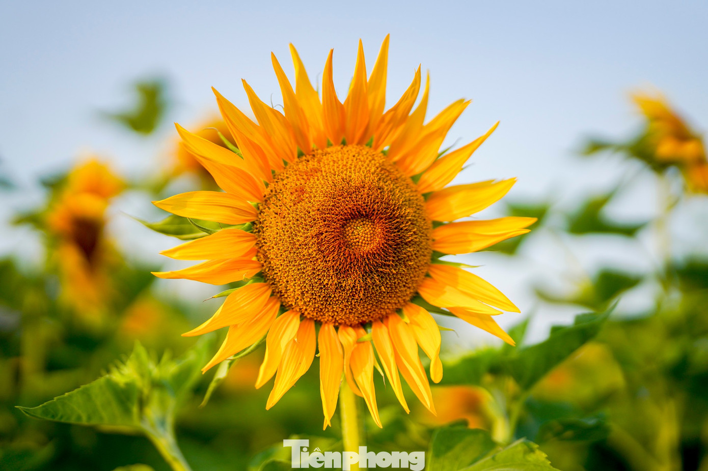 Mãn nhãn vườn hướng dương nghìn bông khoe sắc bên bờ sông Sài Gòn- Ảnh 15.