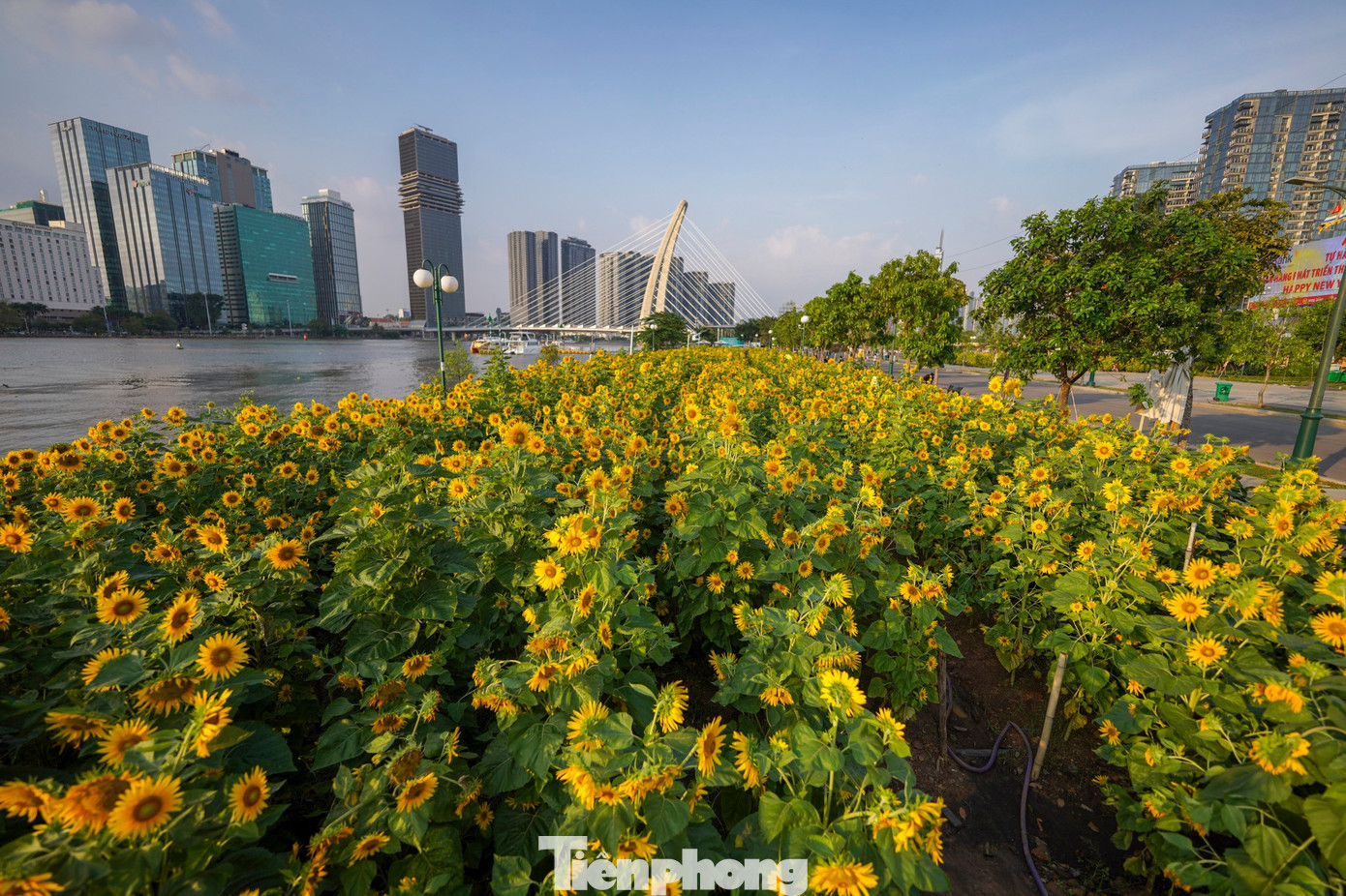 Mãn nhãn vườn hướng dương nghìn bông khoe sắc bên bờ sông Sài Gòn- Ảnh 27.