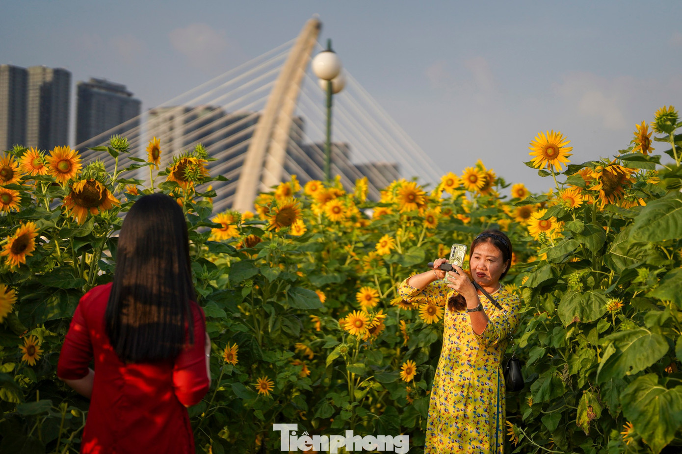 Mãn nhãn vườn hướng dương nghìn bông khoe sắc bên bờ sông Sài Gòn- Ảnh 3.