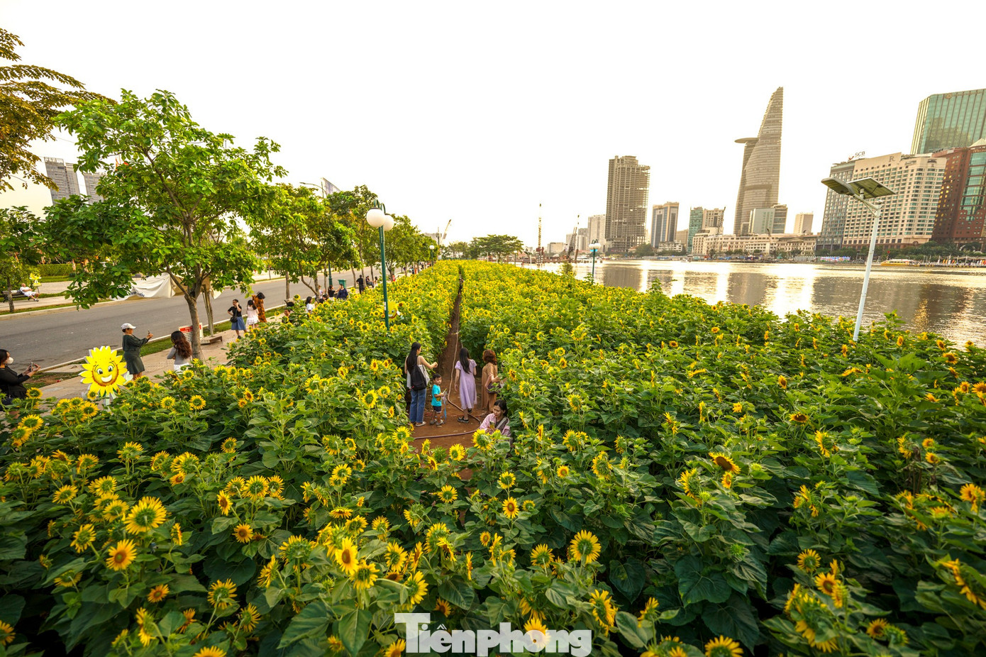 Mãn nhãn vườn hướng dương nghìn bông khoe sắc bên bờ sông Sài Gòn- Ảnh 6.