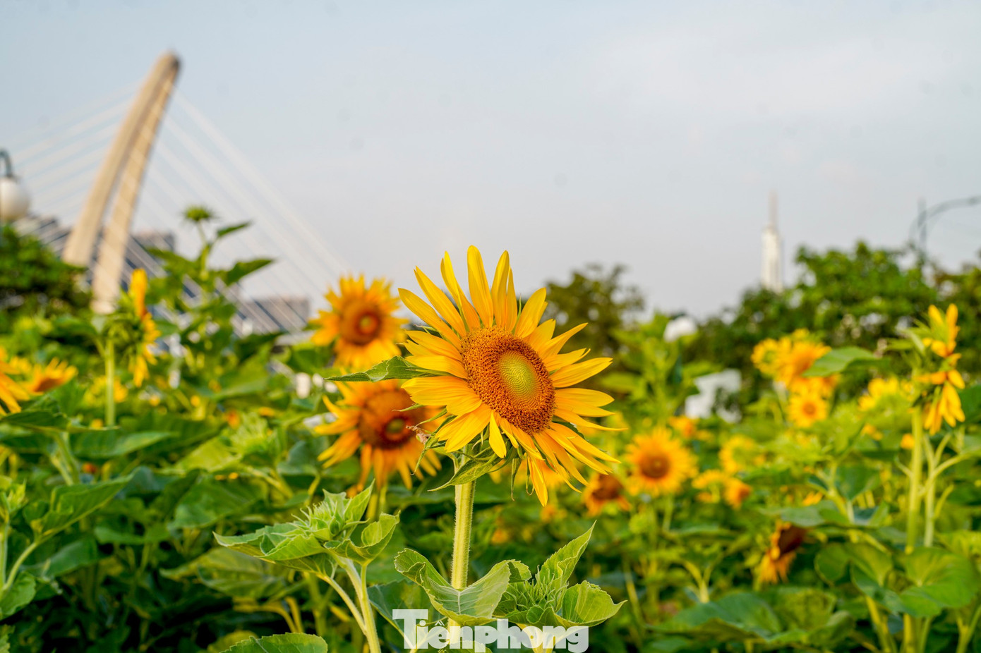 Mãn nhãn vườn hướng dương nghìn bông khoe sắc bên bờ sông Sài Gòn- Ảnh 14.