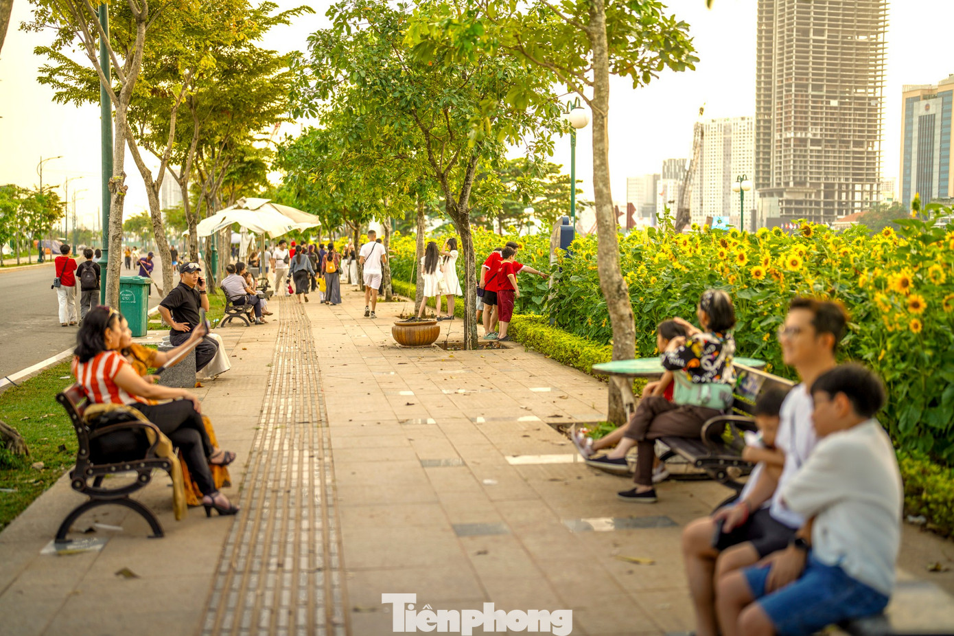 Mãn nhãn vườn hướng dương nghìn bông khoe sắc bên bờ sông Sài Gòn- Ảnh 4.