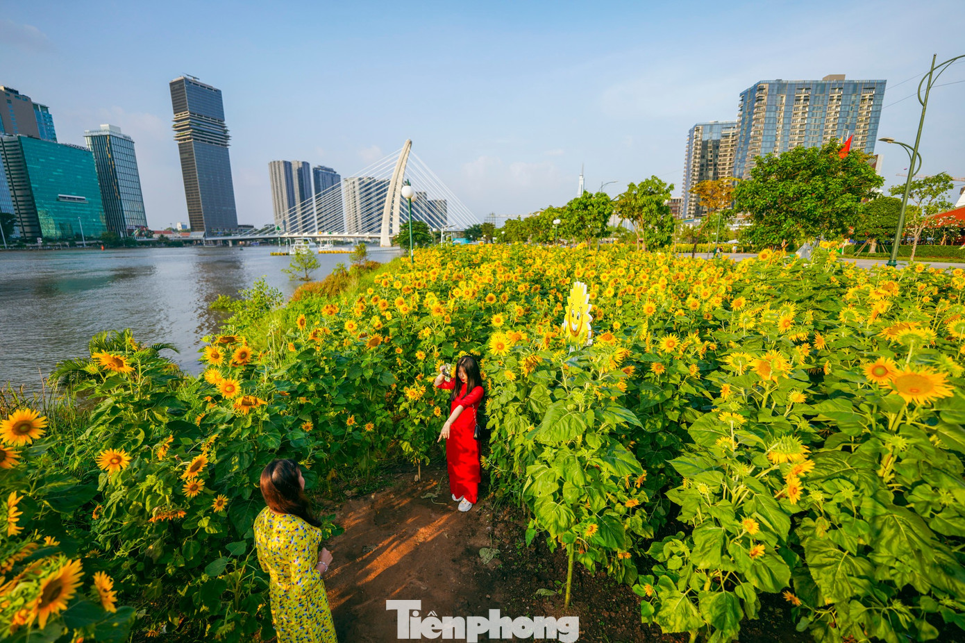 Mãn nhãn vườn hướng dương nghìn bông khoe sắc bên bờ sông Sài Gòn- Ảnh 2.