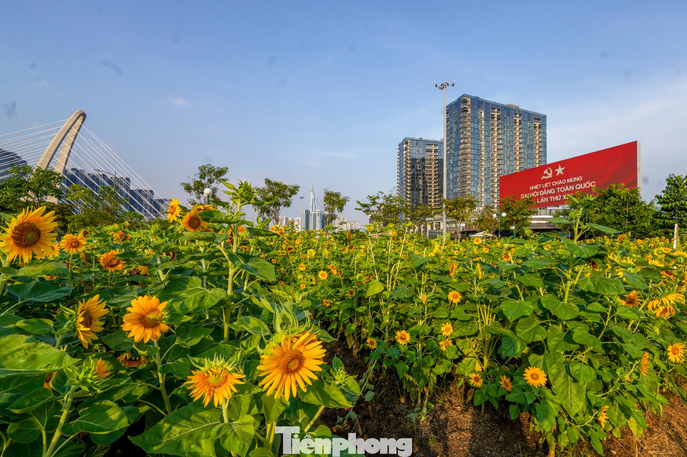 Mãn nhãn vườn hướng dương nghìn bông khoe sắc bên bờ sông Sài Gòn- Ảnh 1.
