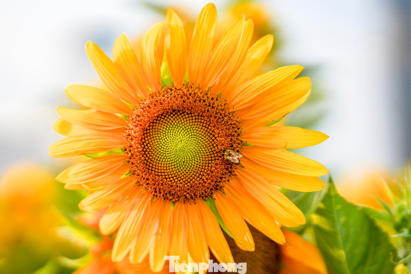 Mãn nhãn vườn hướng dương nghìn bông khoe sắc bên bờ sông Sài Gòn- Ảnh 13.