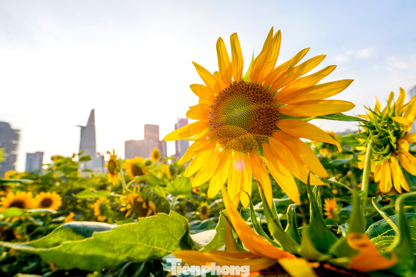 Mãn nhãn vườn hướng dương nghìn bông khoe sắc bên bờ sông Sài Gòn- Ảnh 12.