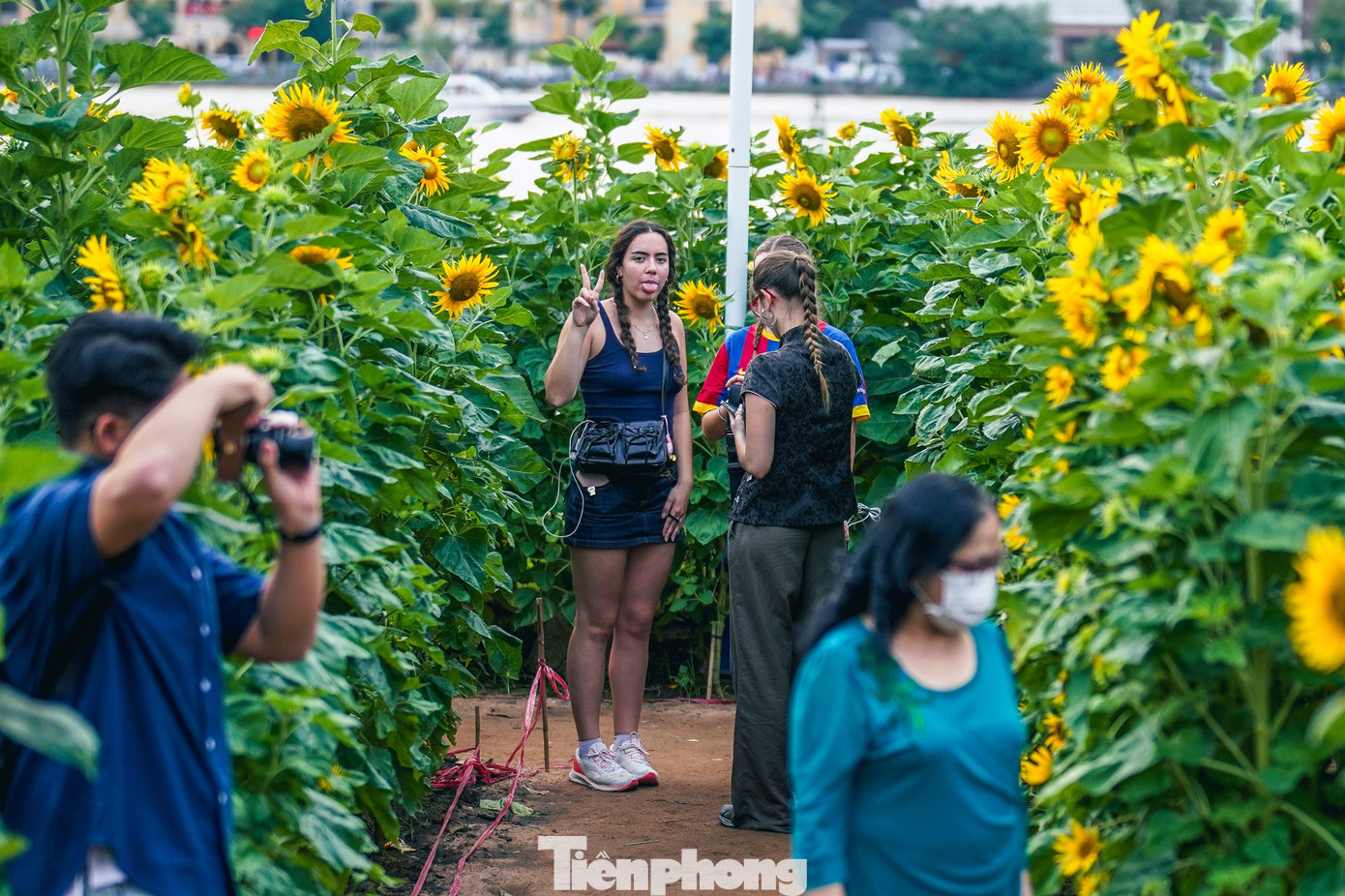 Mãn nhãn vườn hướng dương nghìn bông khoe sắc bên bờ sông Sài Gòn- Ảnh 22.