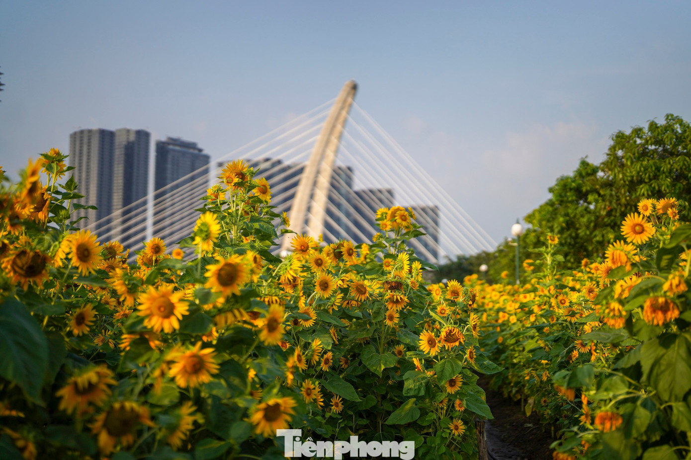 Mãn nhãn vườn hướng dương nghìn bông khoe sắc bên bờ sông Sài Gòn- Ảnh 25.
