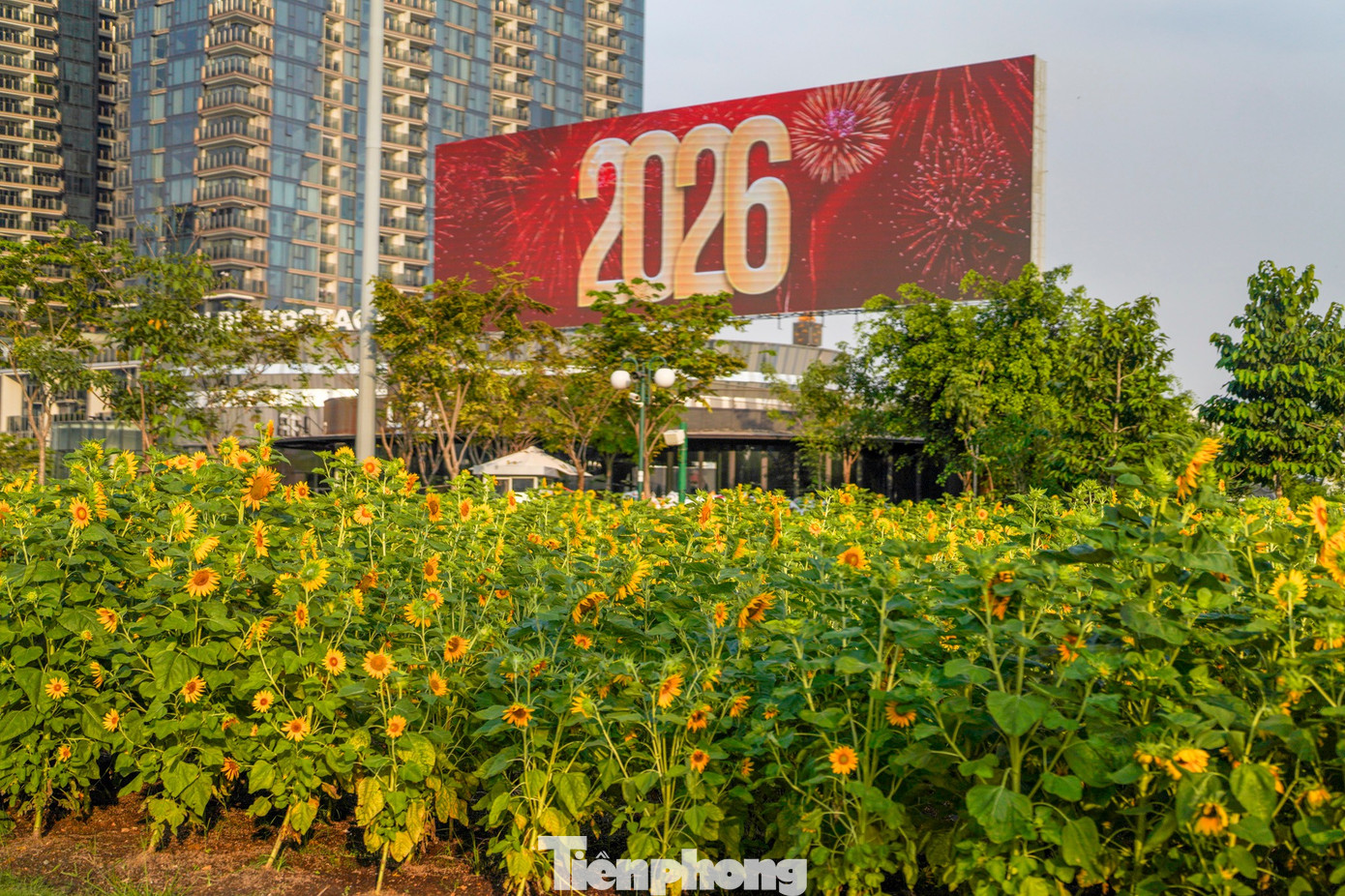 Mãn nhãn vườn hướng dương nghìn bông khoe sắc bên bờ sông Sài Gòn- Ảnh 9.