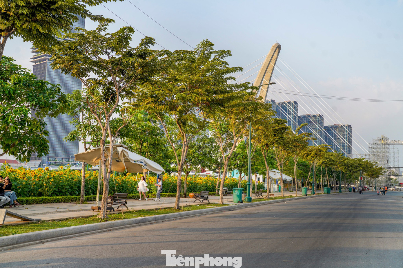 Mãn nhãn vườn hướng dương nghìn bông khoe sắc bên bờ sông Sài Gòn- Ảnh 26.