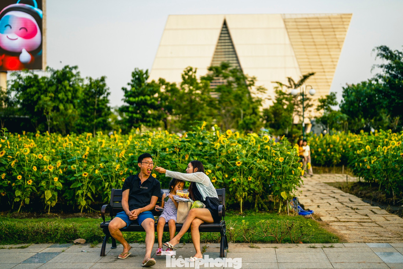 Mãn nhãn vườn hướng dương nghìn bông khoe sắc bên bờ sông Sài Gòn- Ảnh 19.