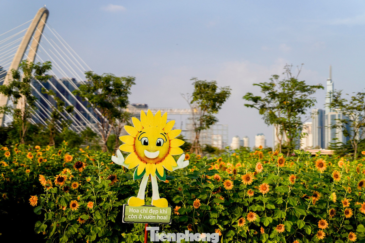 Mãn nhãn vườn hướng dương nghìn bông khoe sắc bên bờ sông Sài Gòn- Ảnh 10.