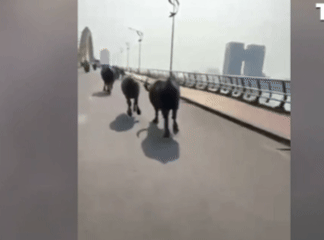 Đàn trâu kéo nhau 'phi nước đại' trên cầu Rồng Đà Nẵng