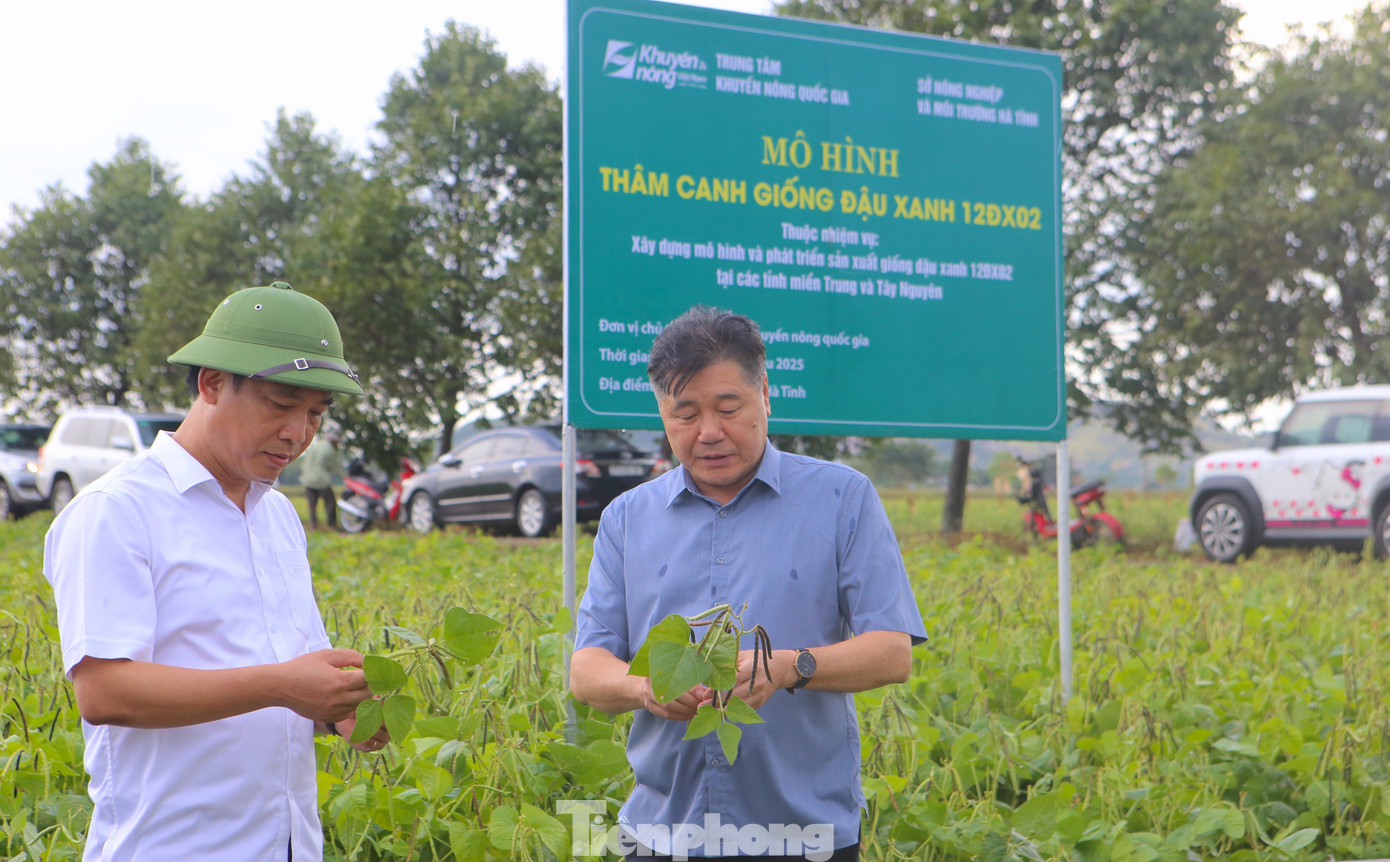 Mô hình thâm canh giống đậu xanh 12ĐX02 tại xã Đức Minh, tỉnh Hà Tĩnh. tp-0.jpg