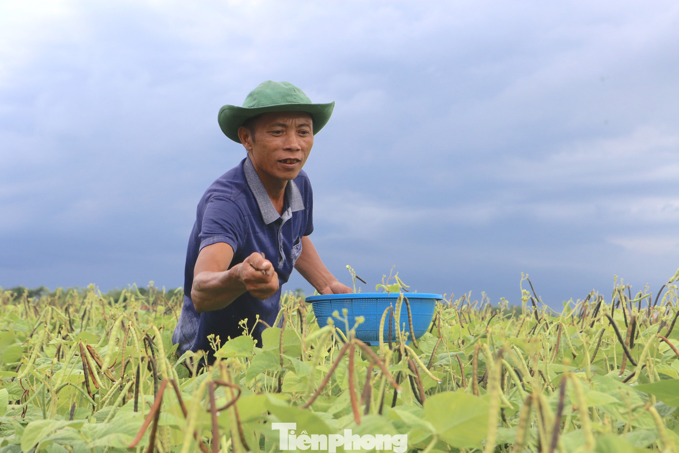 Người dân Hà Tĩnh phấn khởi khi giống đậu mới đạt năng suất, chất lượng cao. tp-kajd.jpg