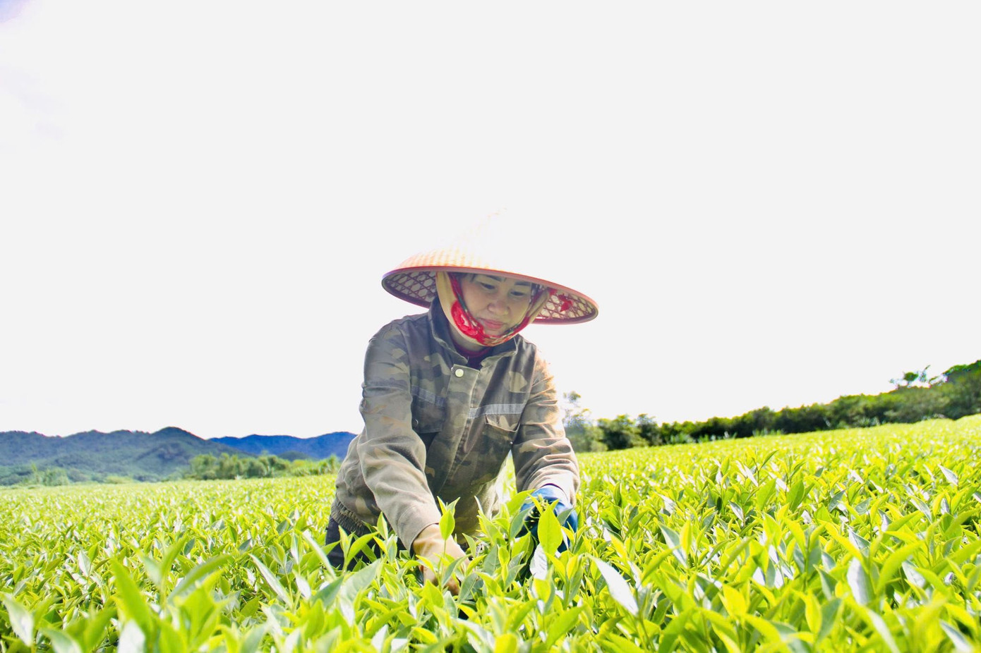 Die Menschen in der Gemeinde Son Kim 2 sind begeistert, weil ihr Einkommen aus dem Teeanbau höher ist als das anderer Nutzpflanzen. (Foto: The Tuan) 518427885-122238699890210905-5810983228635092215-n.jpg