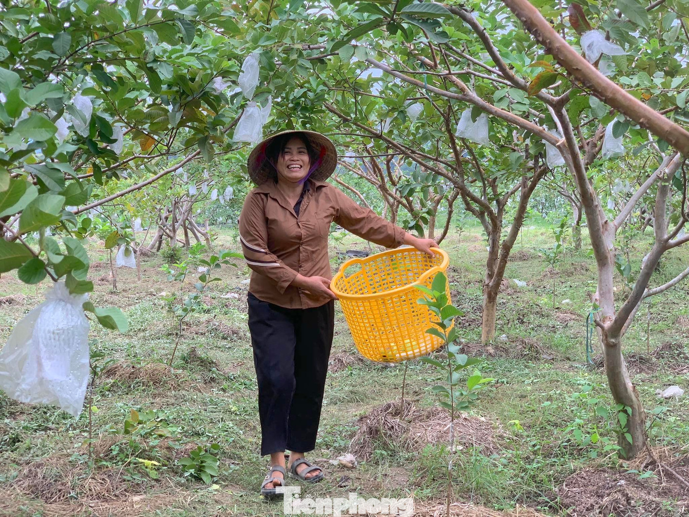 Nhờ mô hình trồng ổi đã giúp hộ dân thoát nghèo, mở ra hướng đi mới về nông nghiệp tại địa phương. tp-hoai-kshsp.jpg