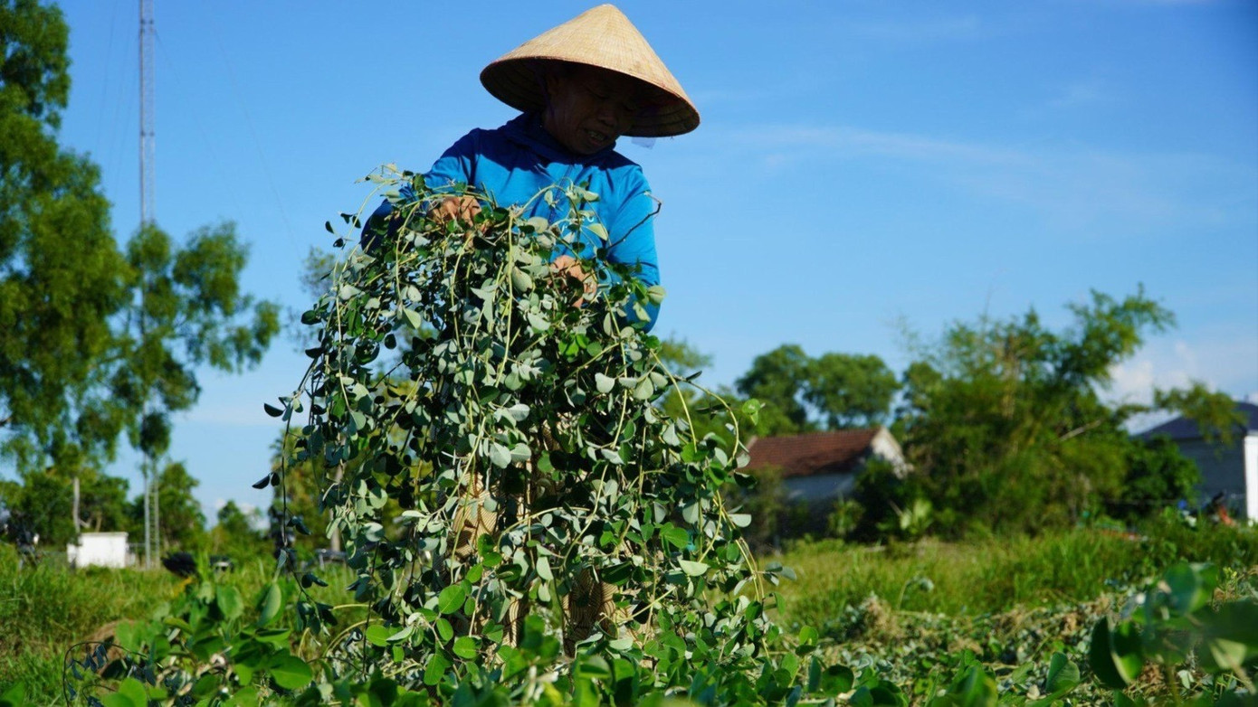 Người dân thu hoạch cây kim tiền thảo. 9-2412-4215.jpg