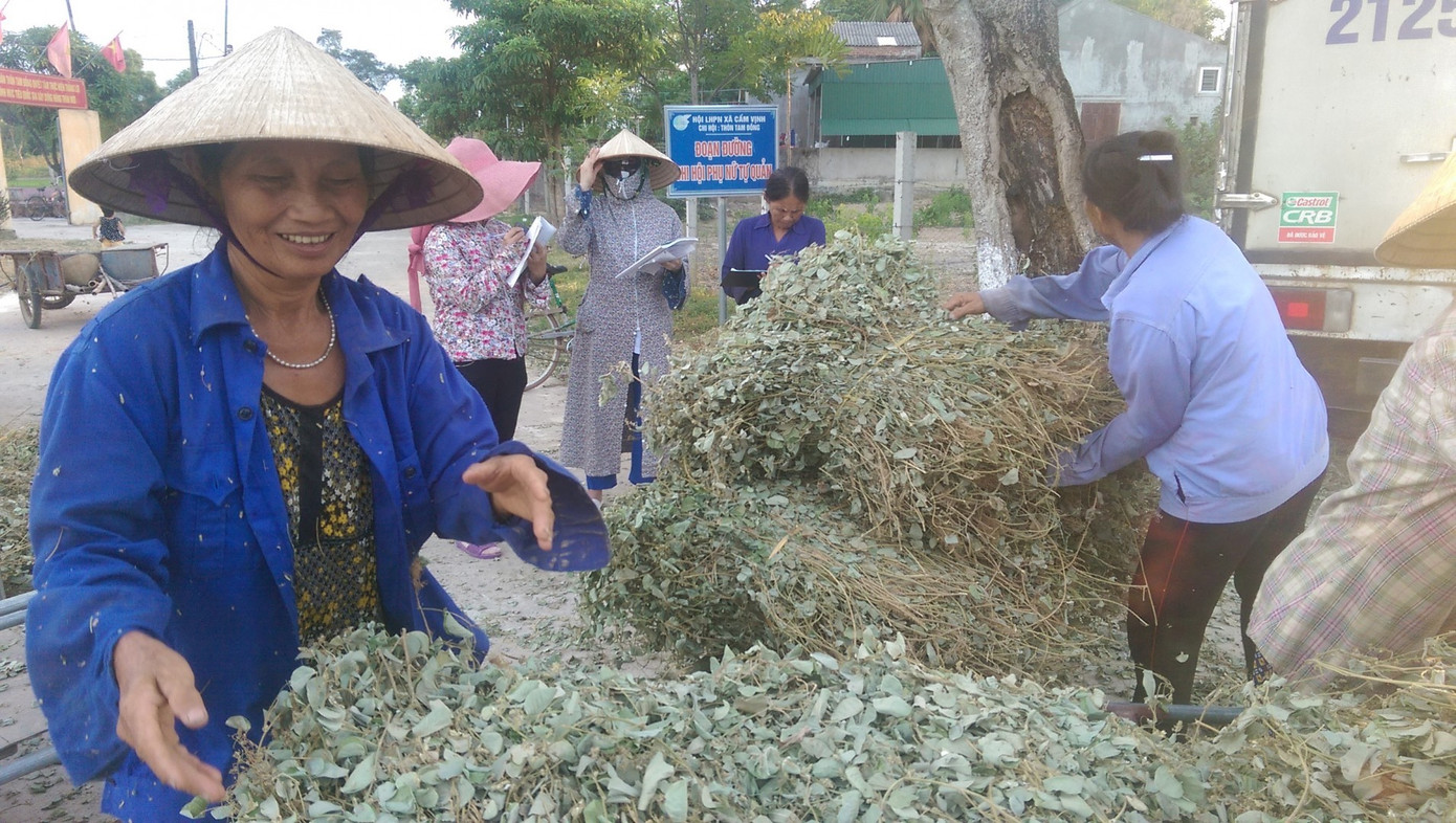 Người dân phơi khô cây kim tiền thảo và bán cho Công ty Dược Hà Tĩnh. (Ảnh Đình Đức) nu-cuoi-luon-no-tren-moi-nguoi-dan-sau-moi-lan-thu-hoach1.jpg