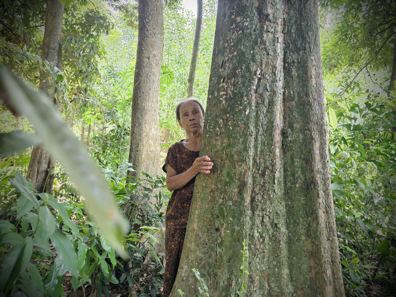 Bà Nguyễn Thị Đào đang chăm sóc, bảo vệ rừng cây trăm tuổi. 0177b60c3fa0b2feebb1.jpg