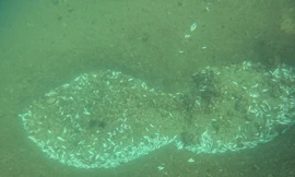 Tình trạng cá chết hàng loạt cho thấy dấu hiệu của việc đánh bắt cá bằng mìn nổ. Ảnh: Q.H