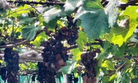 Mưa kéo dài, người trồng nho ở Khánh Hòa thiệt hại nặng nề