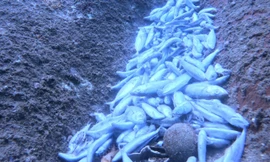 Cá chết trắng, san hô gãy rạp dưới đáy biển ở Khánh Hòa