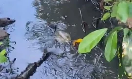 Sống cạnh khu nuôi heo và bãi rác, không nhiễm bệnh mới lạ!