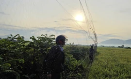 Cảnh báo lưới tàng hình gây hoạ cho quần thể chim yến ở Khánh Hòa