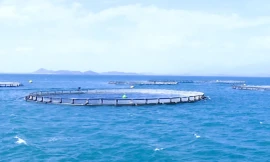 Khánh Hòa: Đột phá kinh tế biển nhờ nuôi trồng thông minh