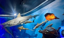 Tận thấy 'đại dương kỳ bí' ở Nha Trang 